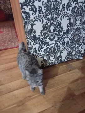 Найдена кошка ждёт хозяина