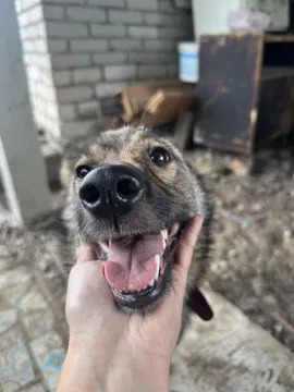 Собака девочка