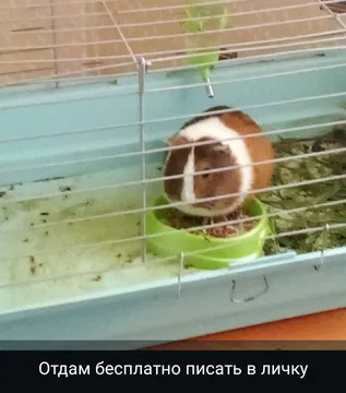 Отдам морскую свинку