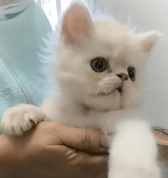 Персидские котята
