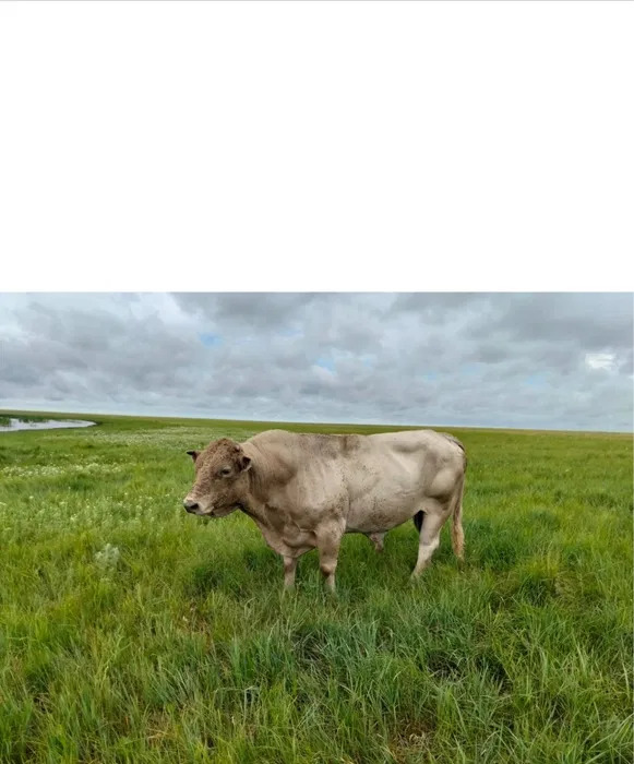 Продам бычка племенного