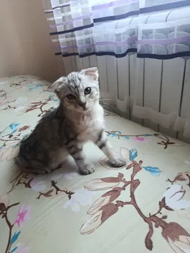 Отдам даром котенка девочка Бесплатно