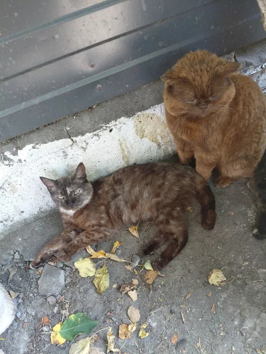 Котята в добрые ручки Бесплатно