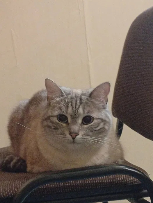 Отдам кота в добрые руки.Бесплатно