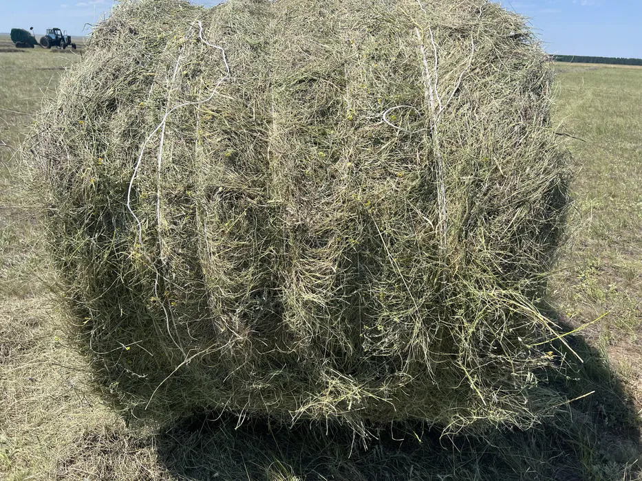 Сено, рулоны, шоп, корм продам покос 2026 года