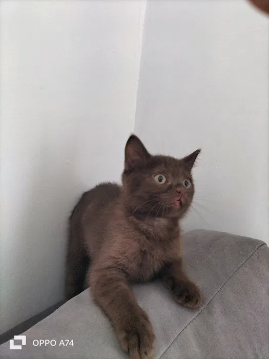 Отдам Котёнка в хорошие руки Бесплатно