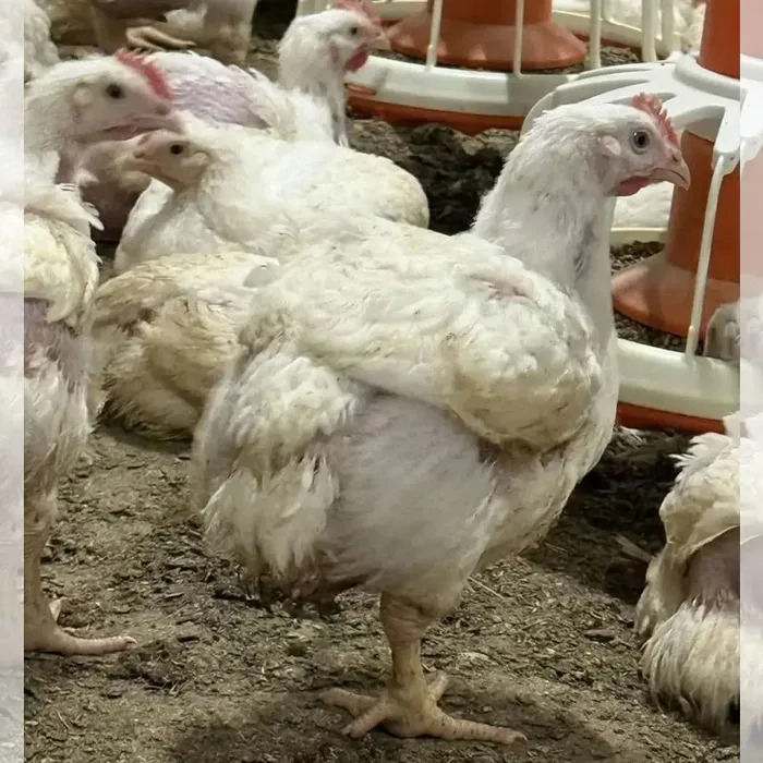 Продам подрощенного бройлера