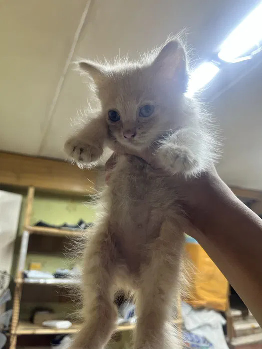 Котенок в добрые руки