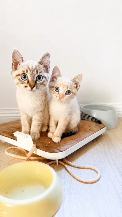 Котята только в паре в ответственные руки