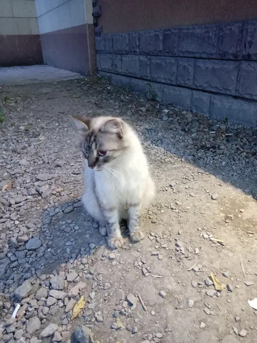 Заберите Бесплатно кошку пожалуйста