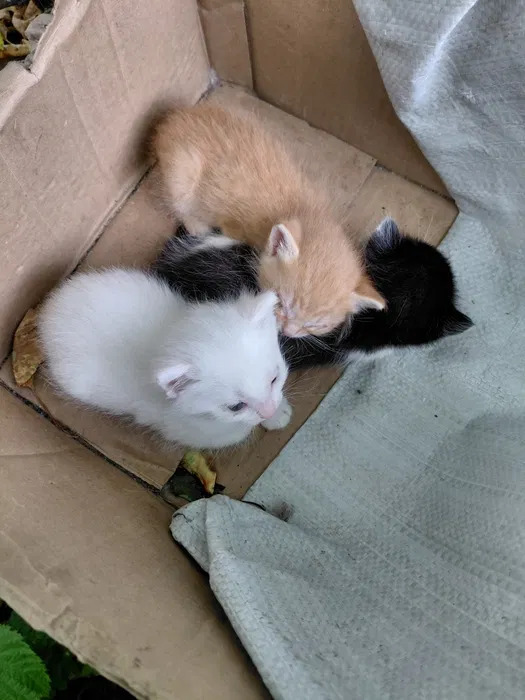 Котята в добрые ручки